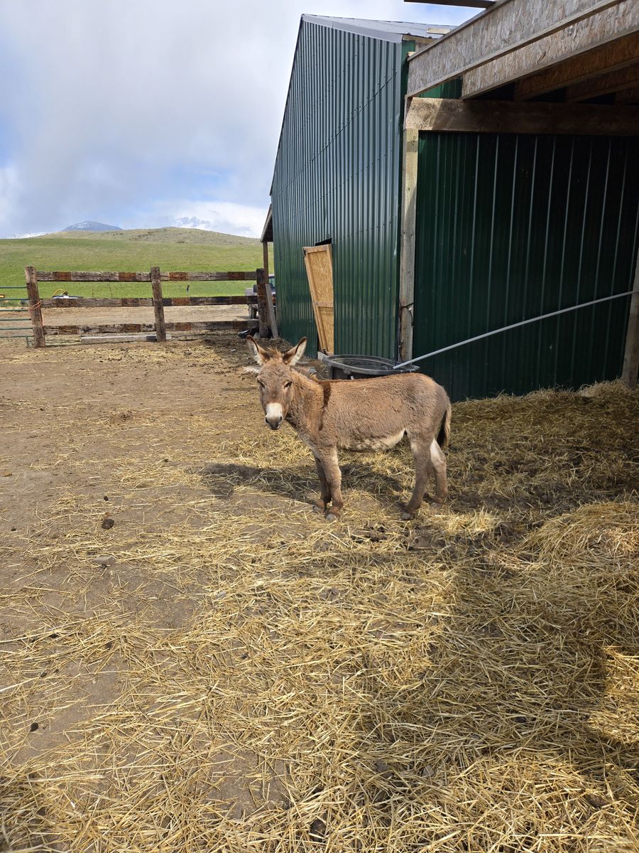 Small Mini Jack donkey