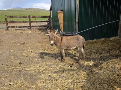 Small Mini Jack donkey