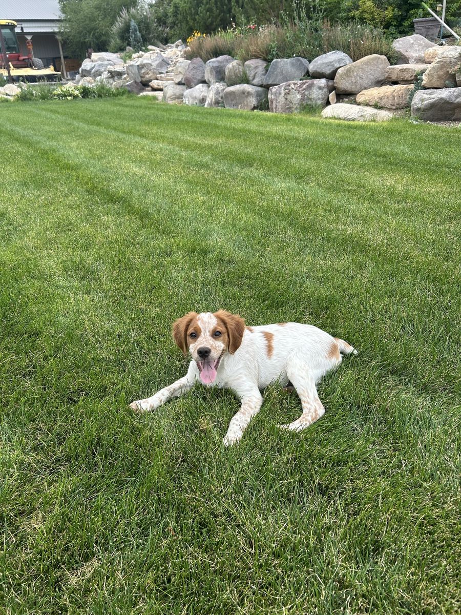 AKC French Brittany Puppy