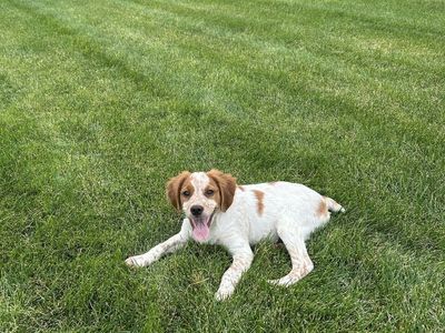 AKC French Brittany Puppy