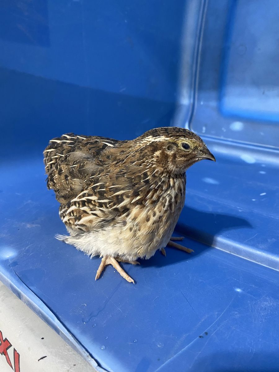 Jumbo Brown Coturnix Quail Males $2.50
