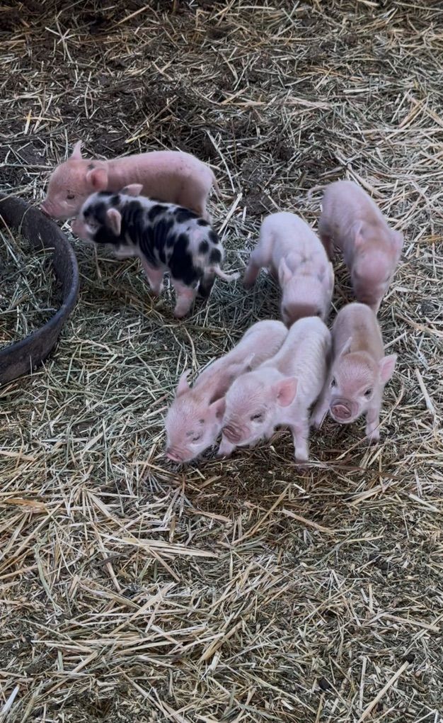 Kunekune Piglets