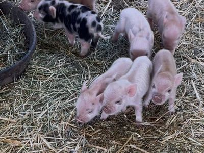 Kunekune Piglets