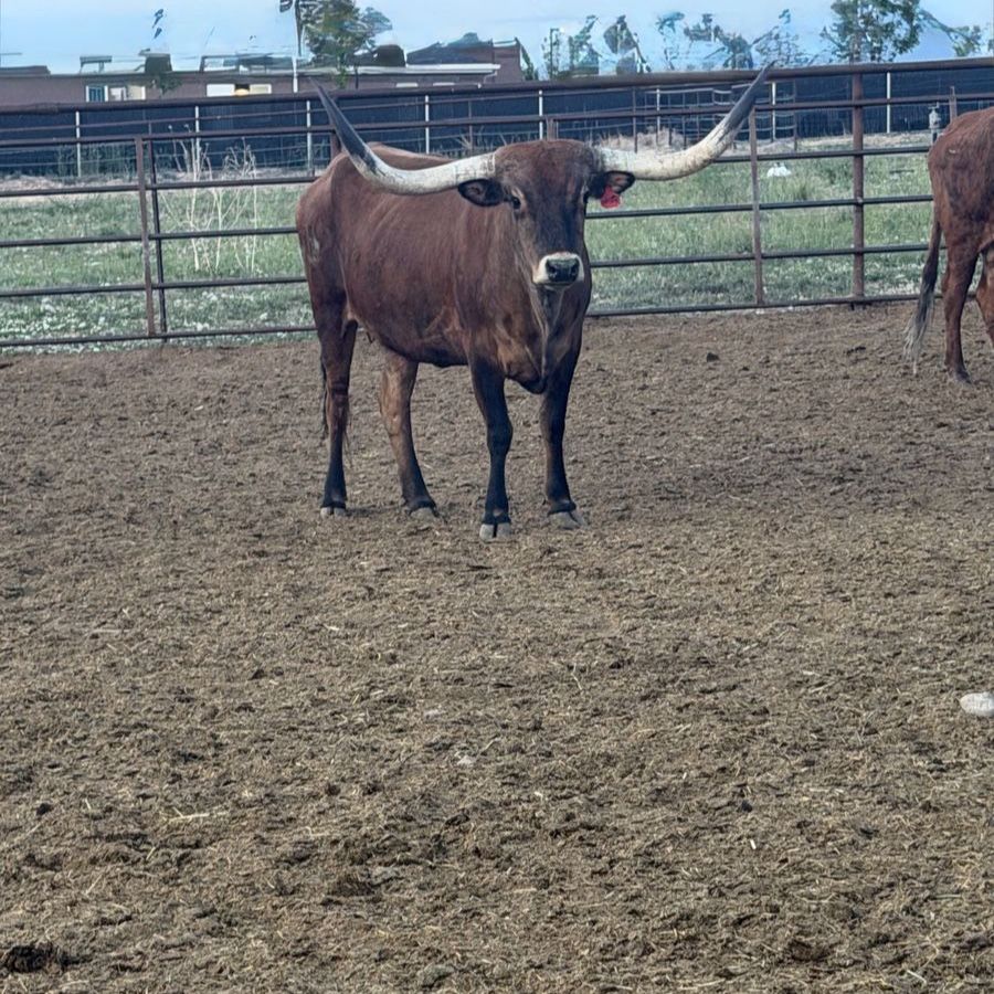 Long horn cows