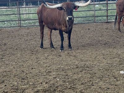 Long horn cows