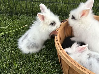 Adorable Baby Lionheads
