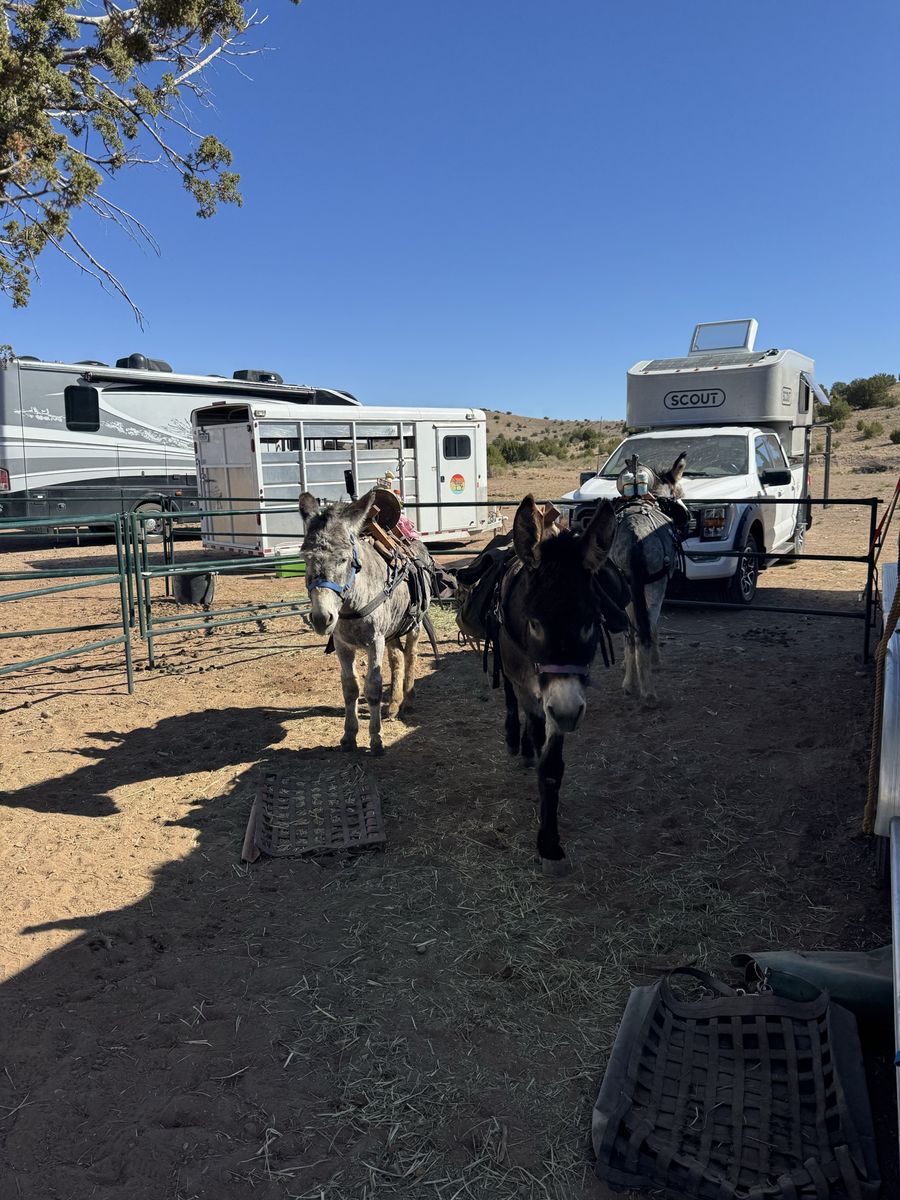 ISO unicorn donkey