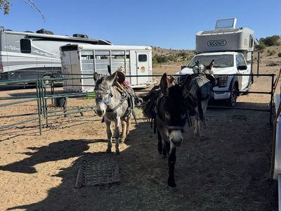 ISO unicorn donkey