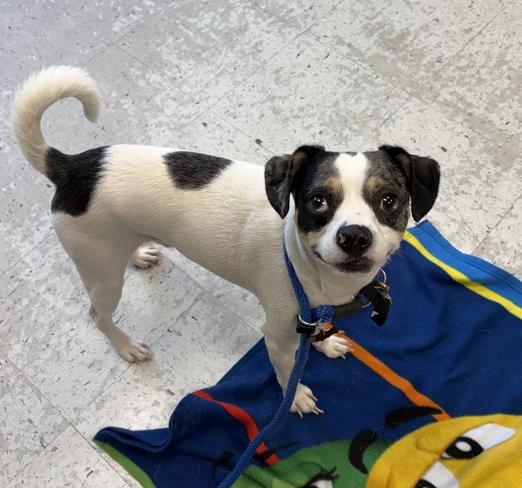164716 Normandie, Available for Adoption