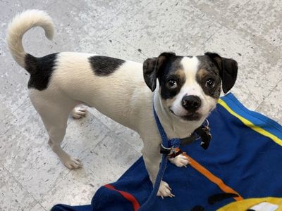 164716 Normandie, Available for Adoption
