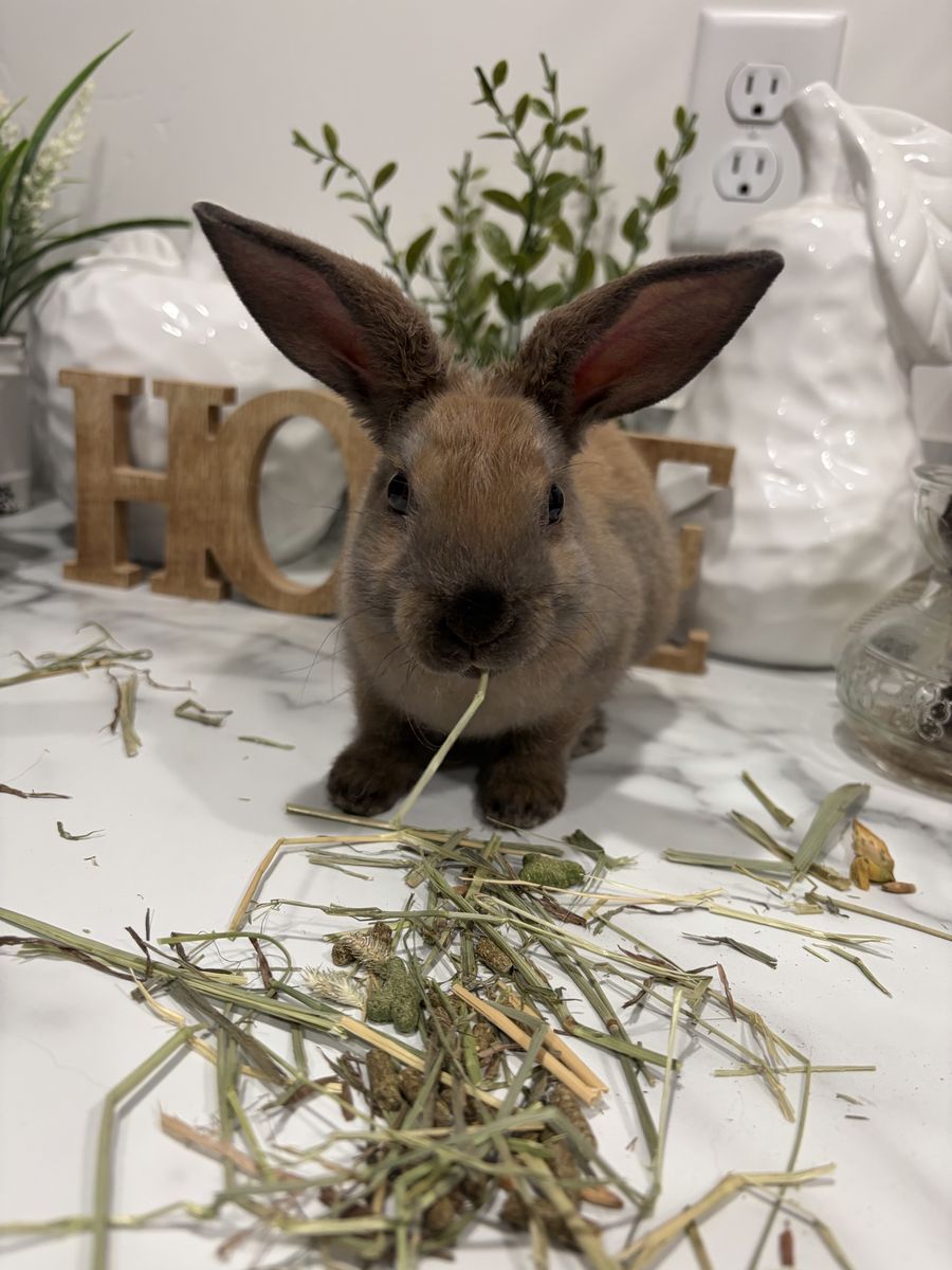 Bunny
