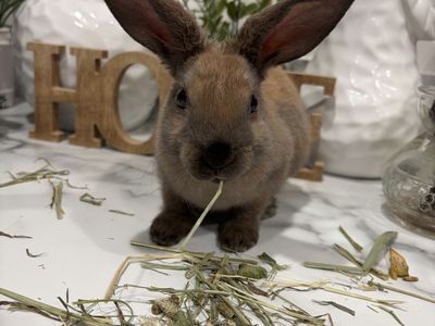 Bunny