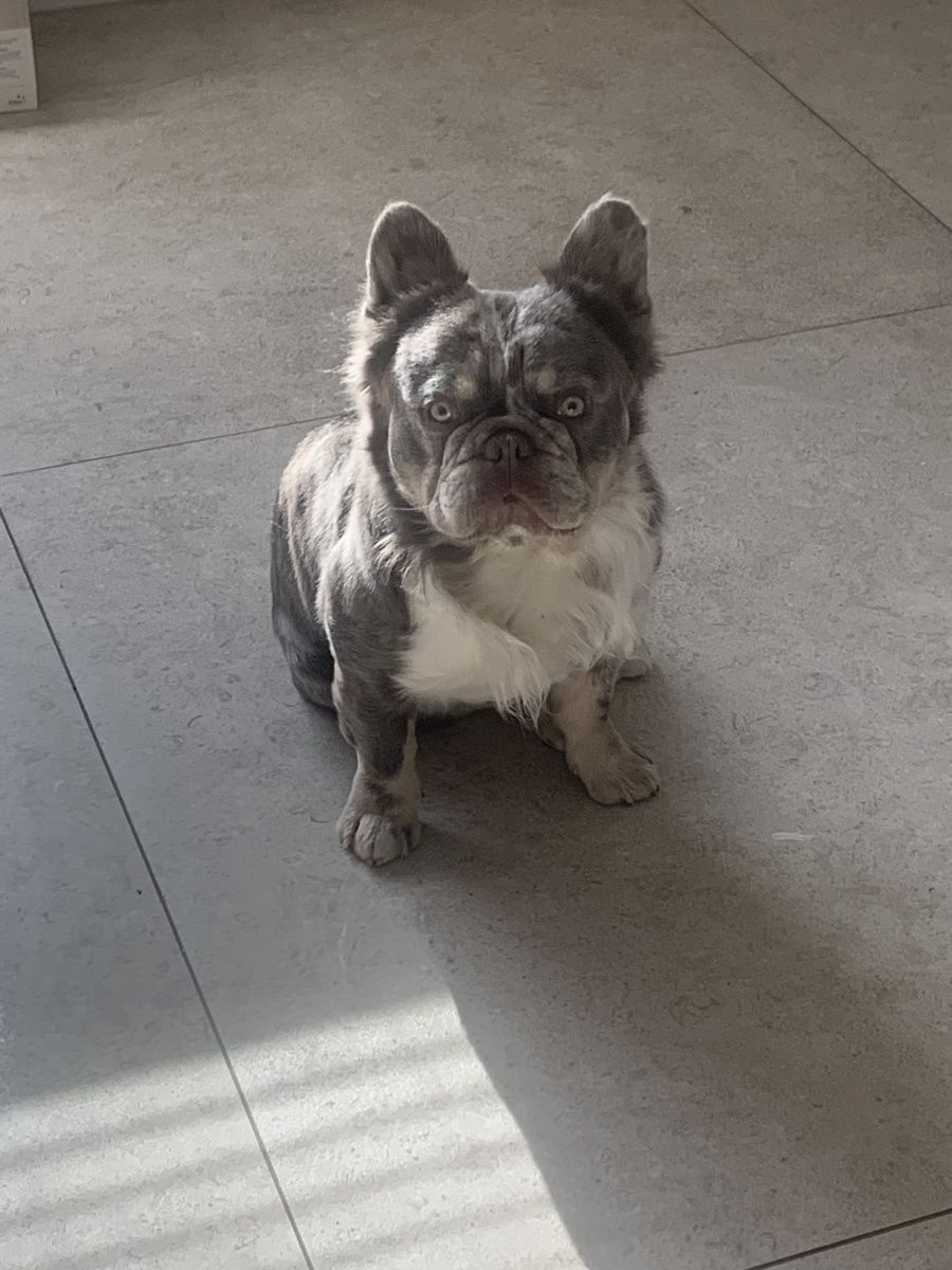 AKC Fluffy Lilac Merle French Bulldog Stud Service