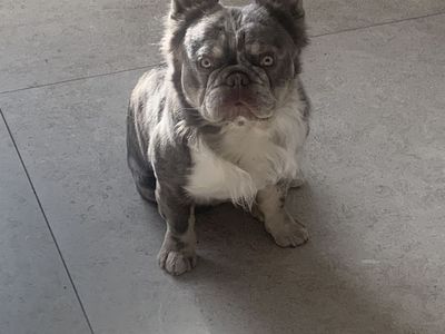 AKC Fluffy Lilac Merle French Bulldog Stud Service