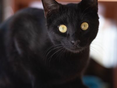 Hello my name is Geno