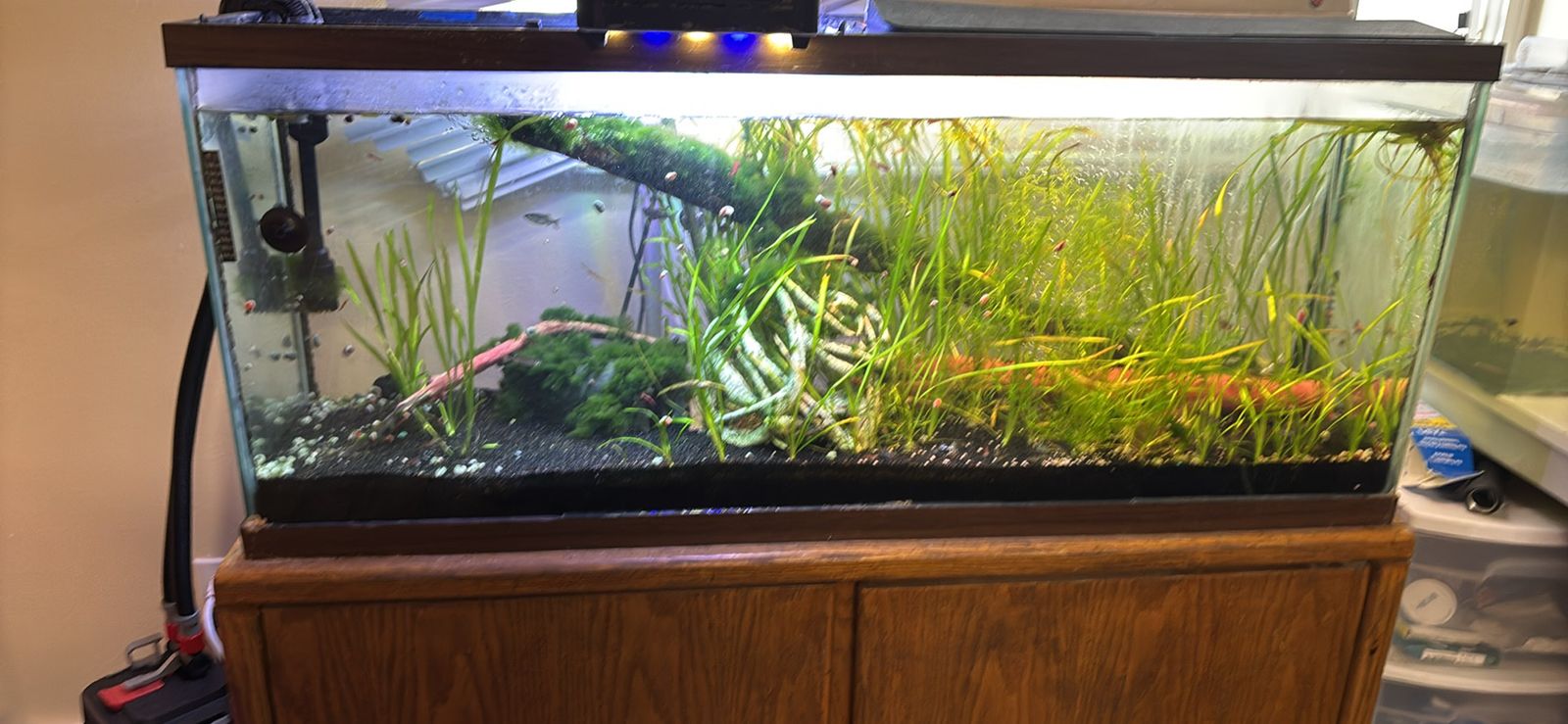 55 gallon fish tank with everything but filter and lights