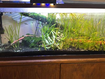 55 gallon fish tank with everything but filter and lights