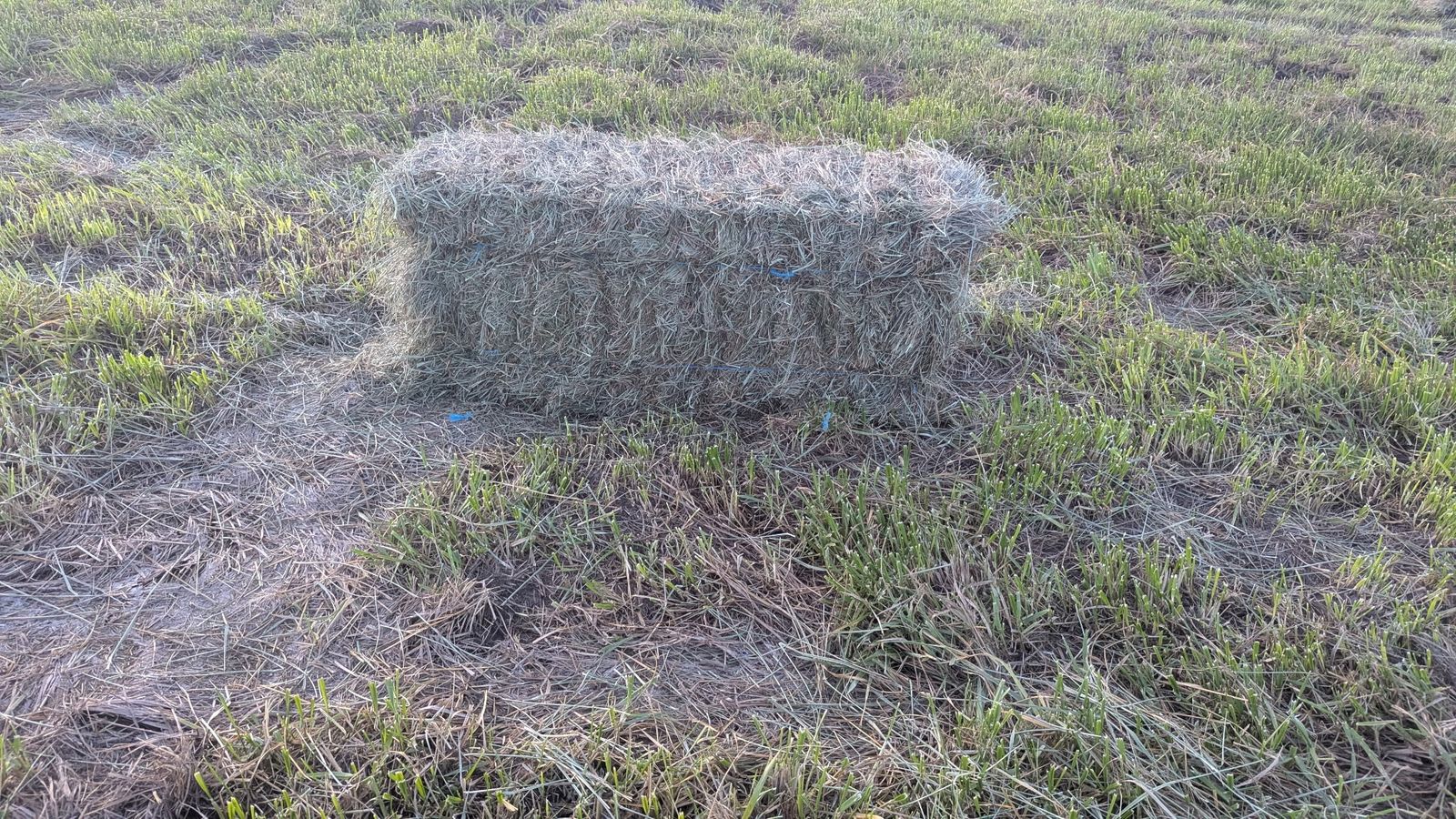 Grass hay ready for pickup 