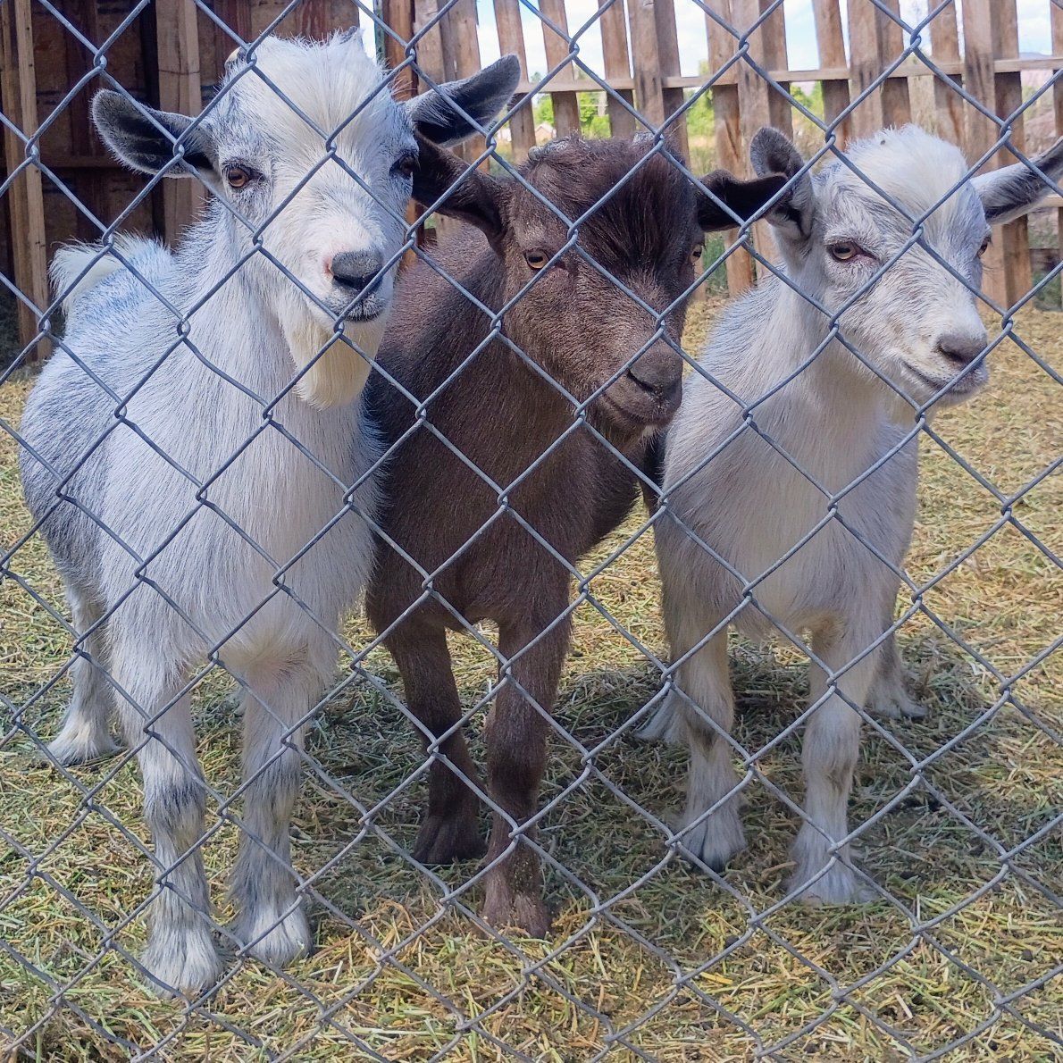 ADGA Registerable Bucklings 