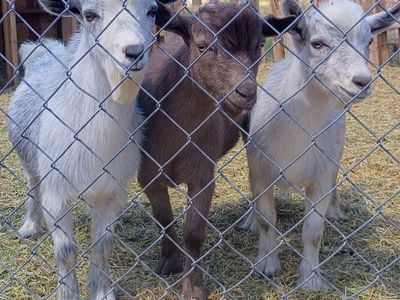 ADGA Registerable Bucklings