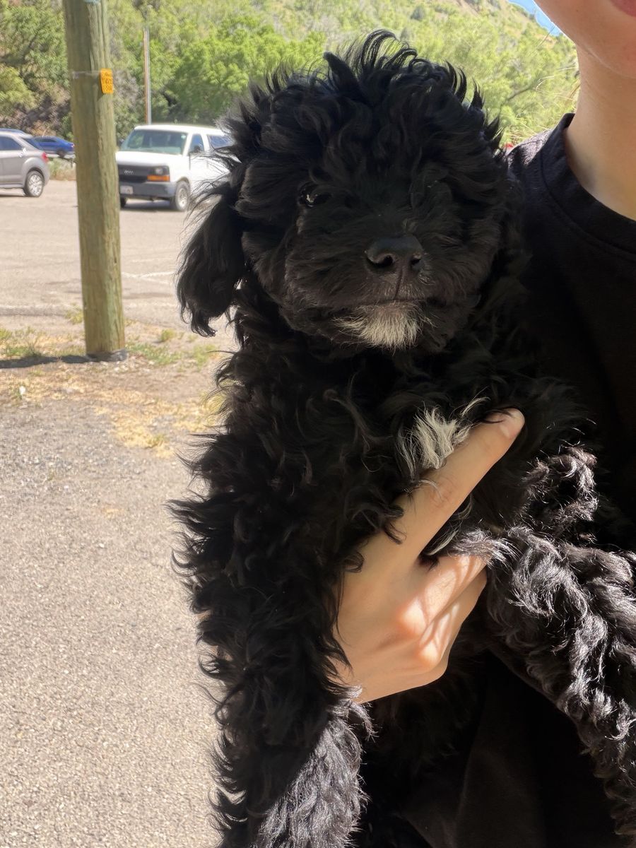 Mini golden doodle and Aussie mix