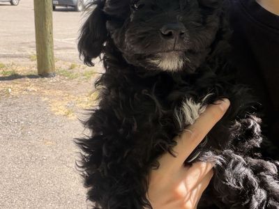 Mini golden doodle and Aussie mix
