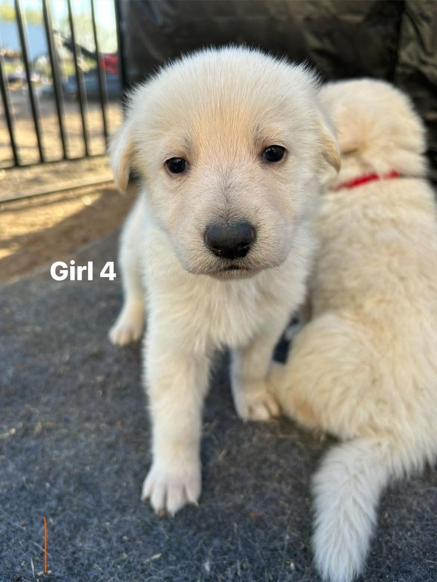 Purebred German Shepard Dog