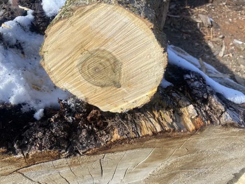 Box Elser Logs Gor All Crafts And Turing