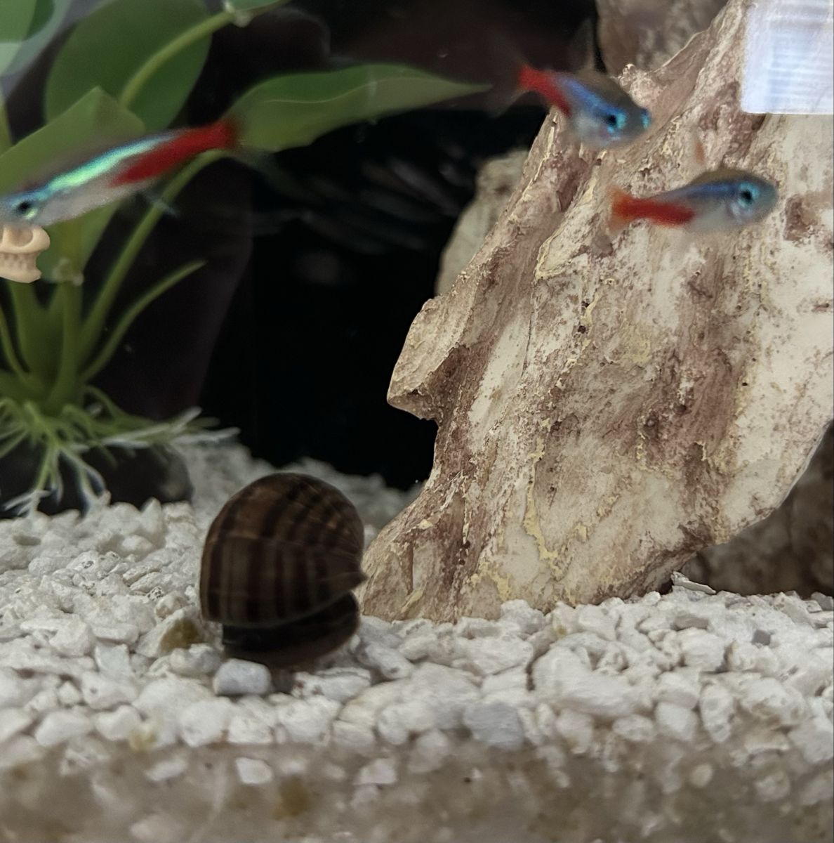 Fish And Snail