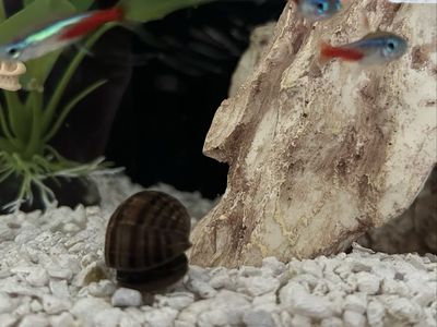 Fish And Snail