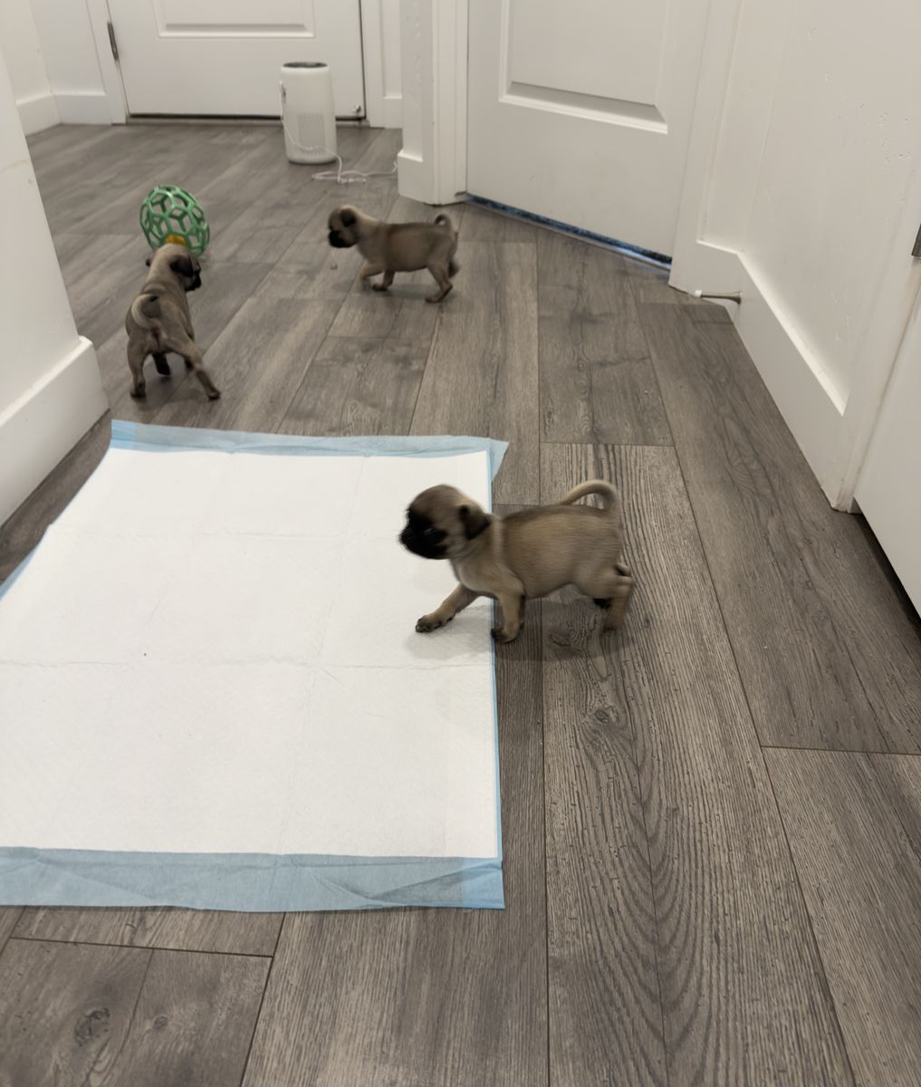 Purebred Pugs