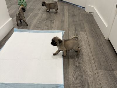 Purebred Pugs