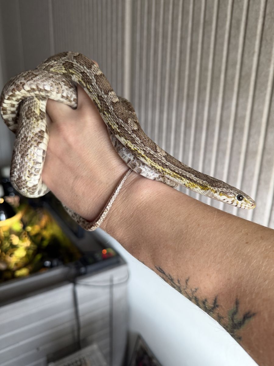 Cornsnake