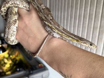 Cornsnake