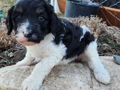 F1B Cavapoo Puppies