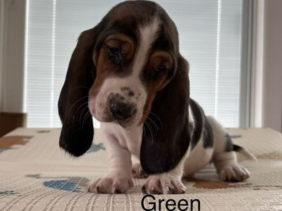 Cutest Basset Hound puppies