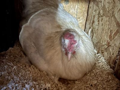 Laying Hens