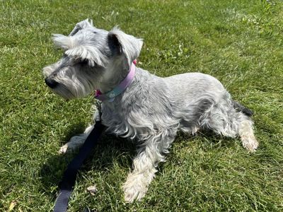 Miniature Schnauzer