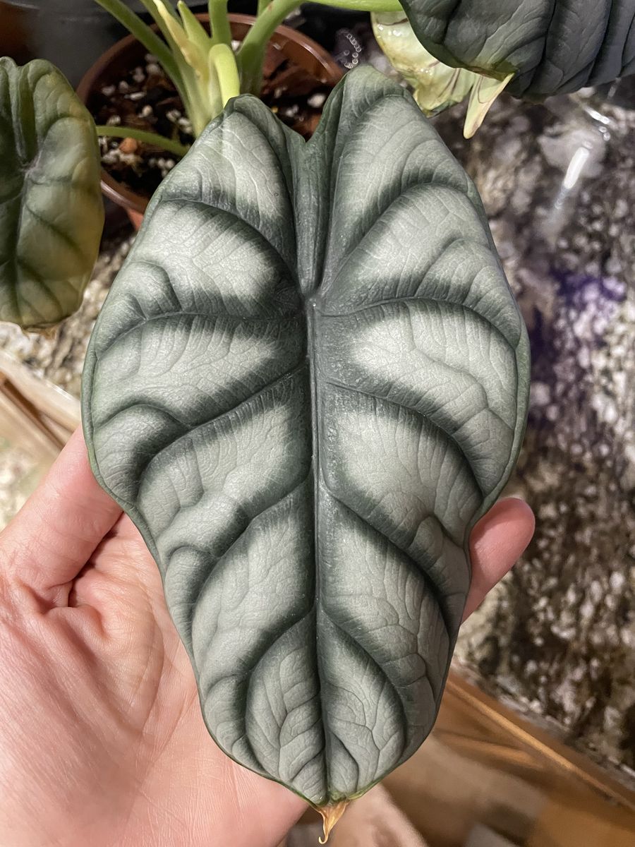 Black Velvet Alocasia