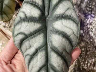 Black Velvet Alocasia