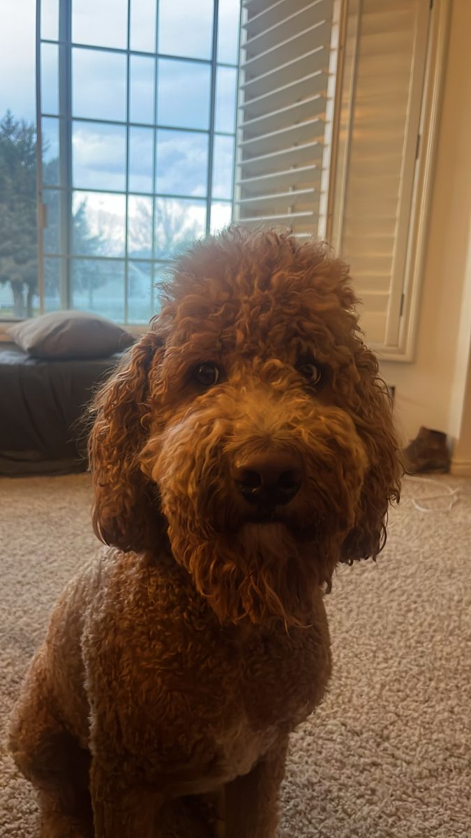 New Ascended Heros Pokemon Booster Box Sealed