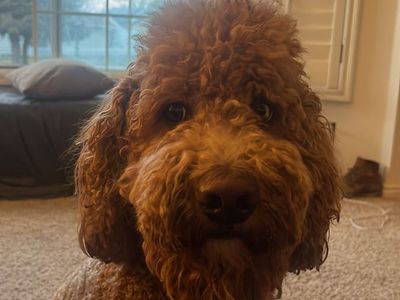 New Ascended Heros Pokemon Booster Box Sealed