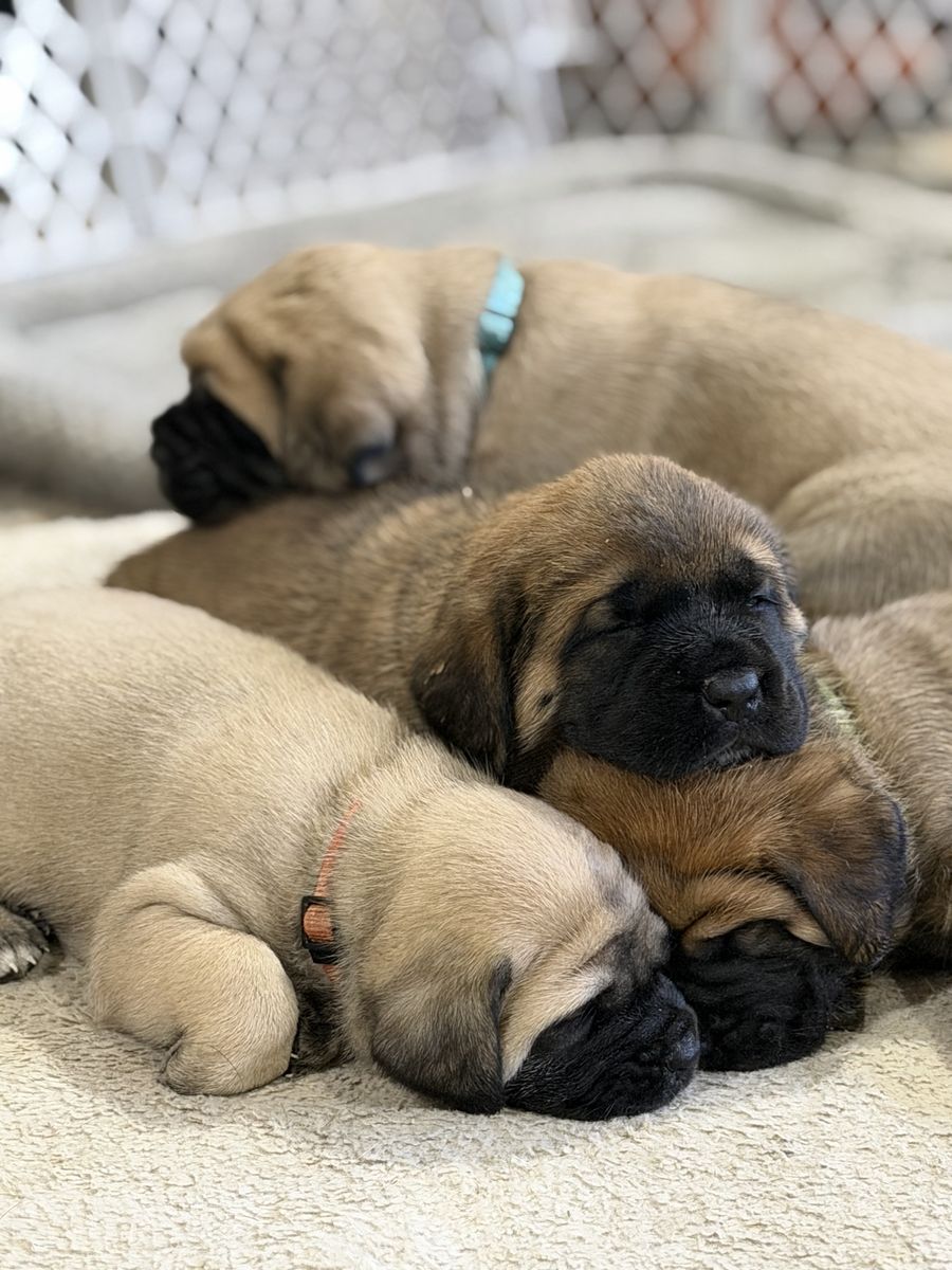 English Mastiff Puppies
