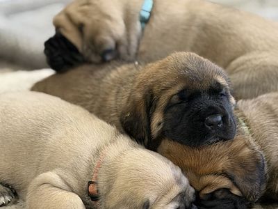 English Mastiff Puppies