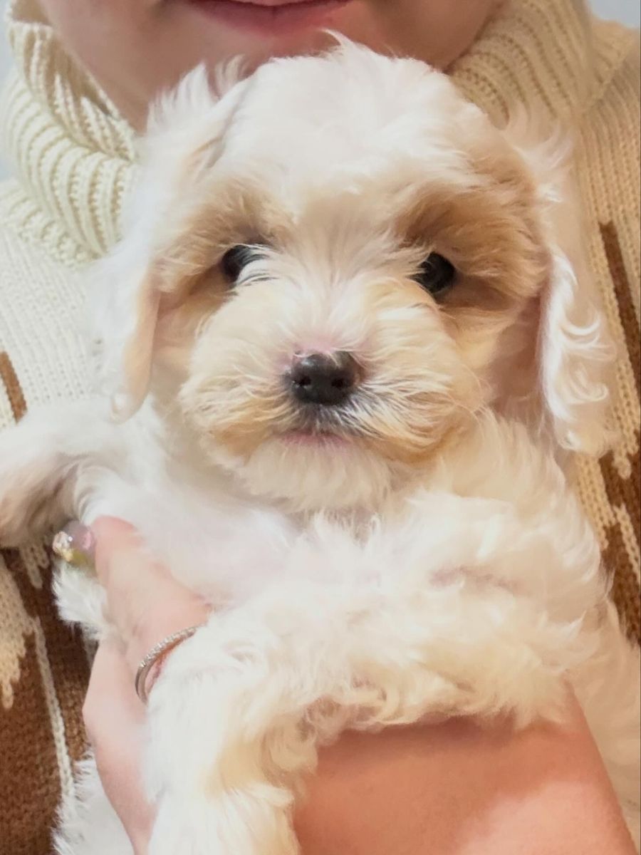 Mini Golden Cavapoo Puppies Ready Now!!