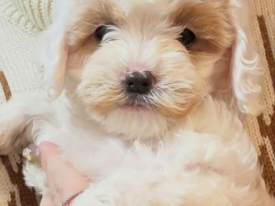 Mini Golden Cavapoo Puppies Ready Now!!