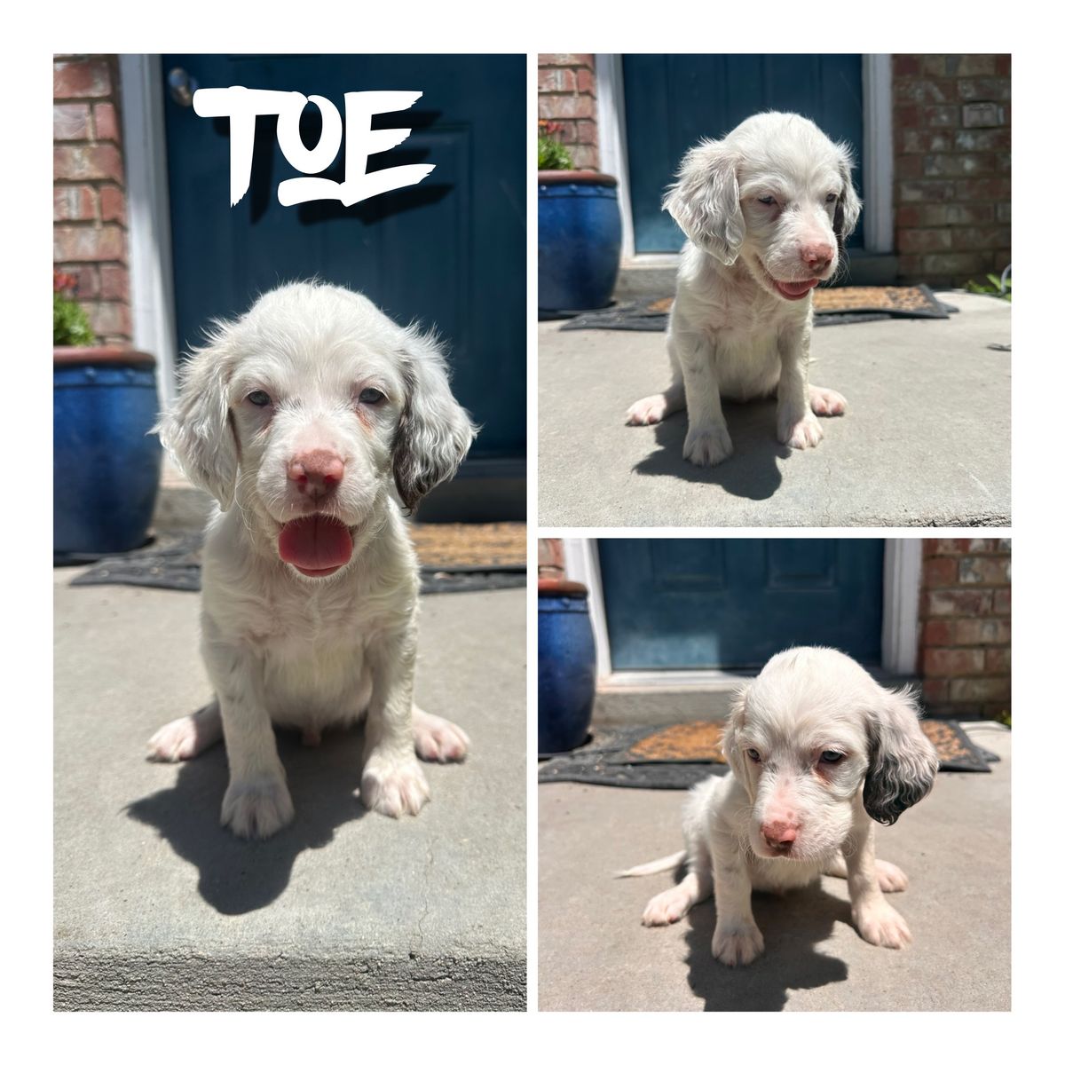 Male Llewellin Setter Puppies