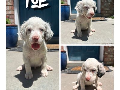 Male Llewellin Setter Puppies