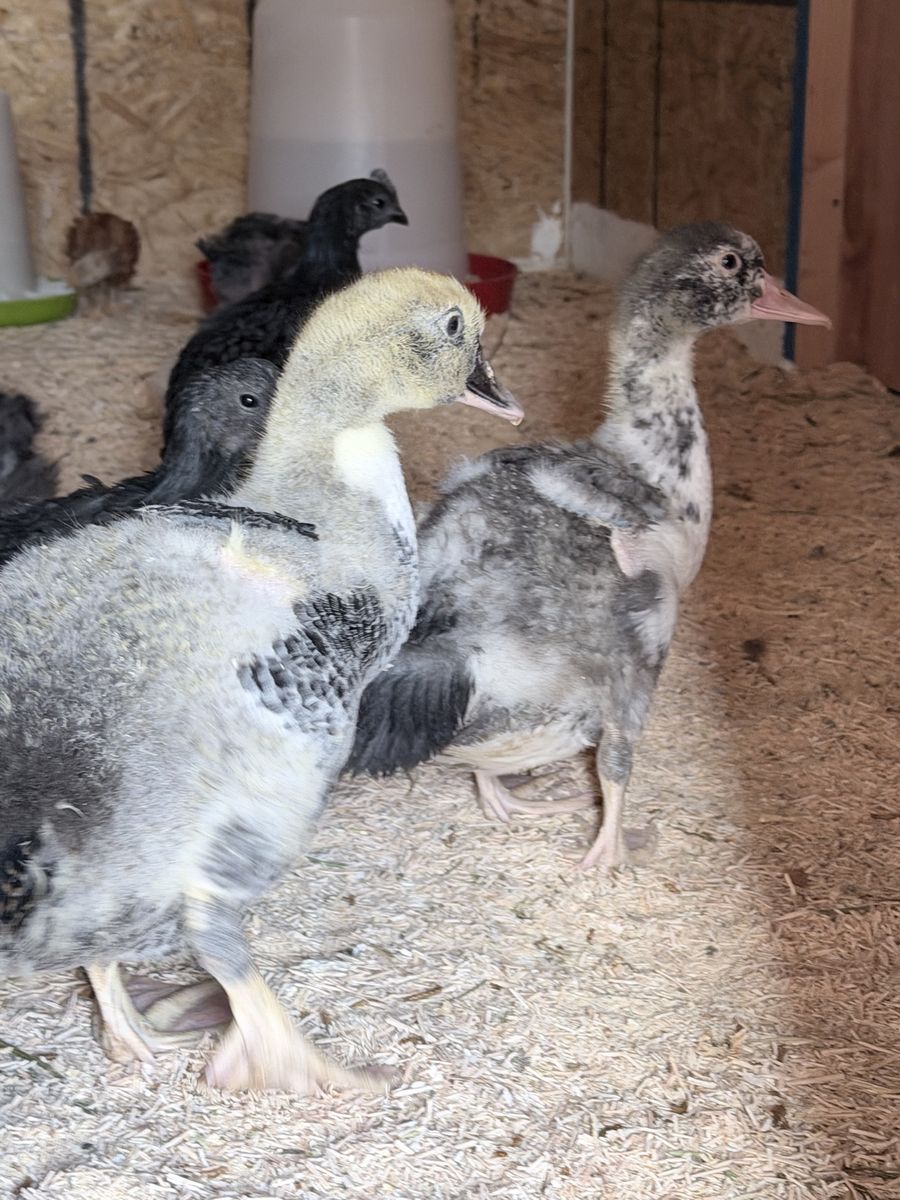 Ducklings