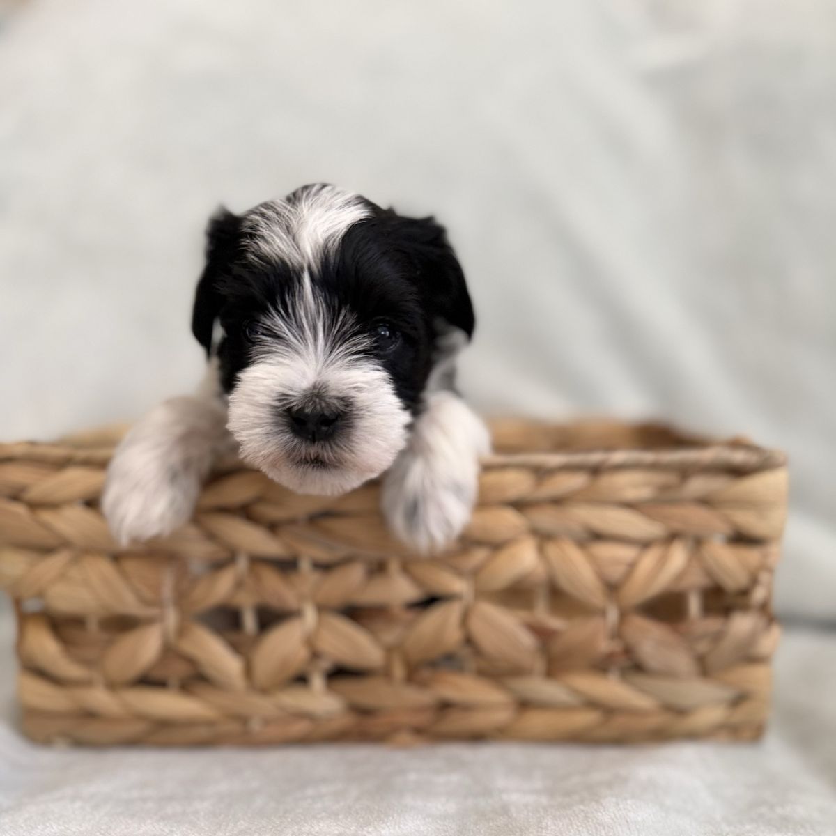 AKC Miniature Schnauzers
